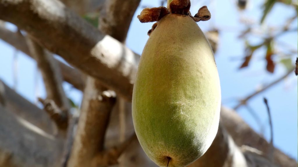Baobab kann Infektionskrankheiten heilen