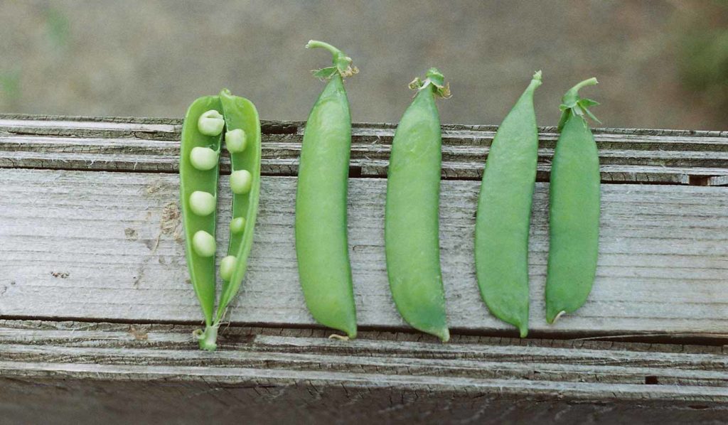 Erbsenprotein ist besonders für Einsteiger der veganen Ernährung beliebt