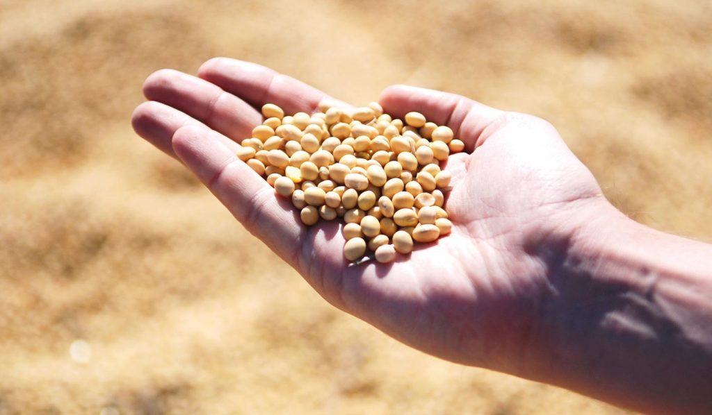 Sojaprotein ist für Anfänger der veganen Ernährung gut geeignet, da es ein vollständiges Protein ist und alle essentiellen Aminosäuren enthält